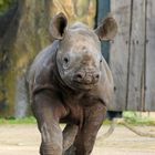 Spitzmaulnashorn Zoo Krefeld