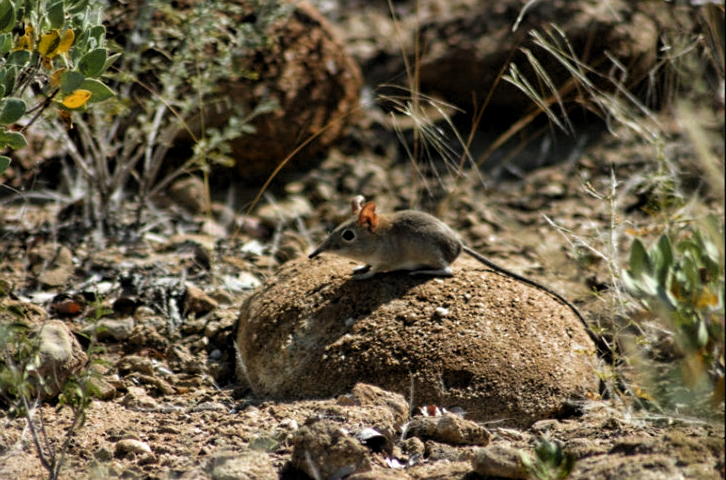 Spitzmaus