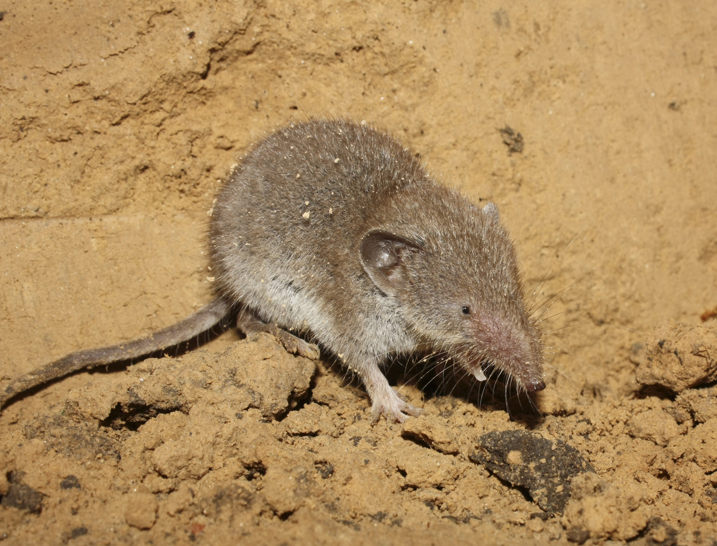 Spitzmaus auf der Jagd