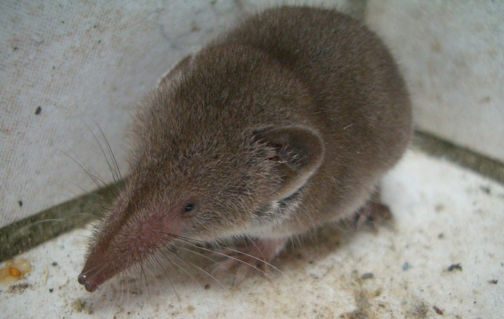 Spitzmaus