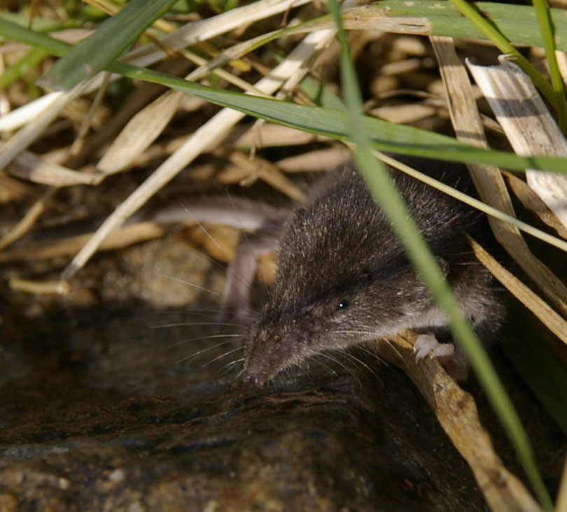 Spitzmaus beim Trinken