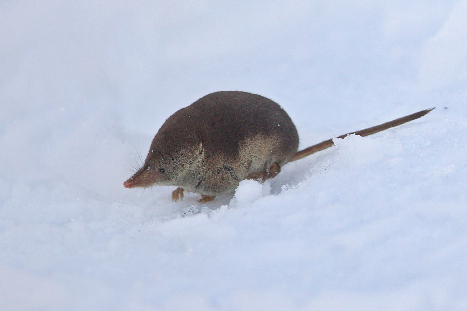 Spitzmaus im Schnee