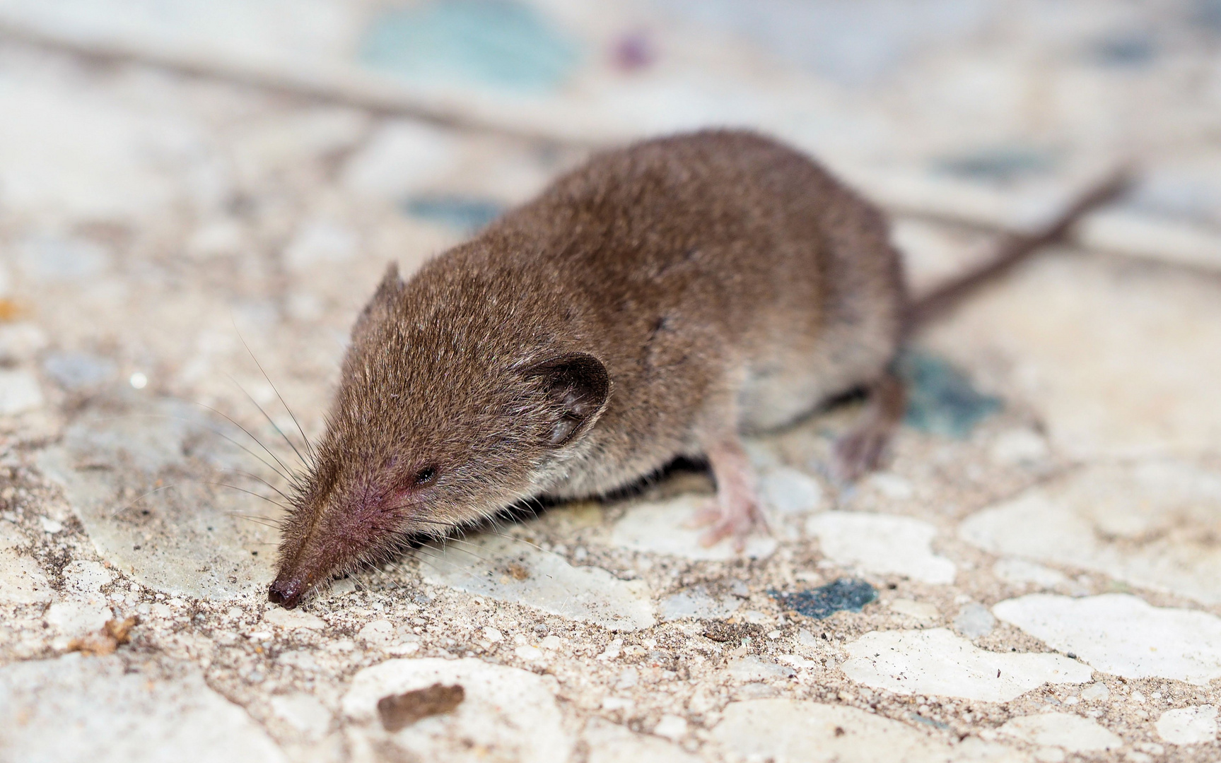 Spitzmaus Spitzmaus