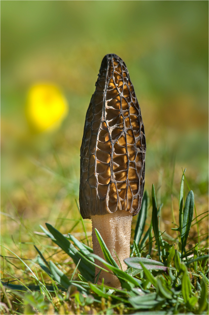 Spitzmorchel Foto & Bild | Pilz, Pilze, Spitzmorchel Bilder Auf