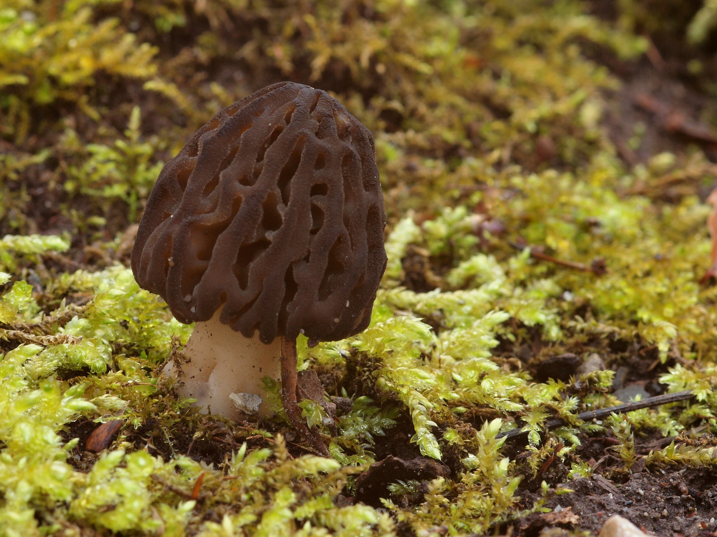 Spitzmorchel (Morchella conica)