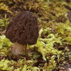 Spitzmorchel (Morchella conica)