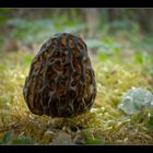 Spitzmorchel (Morchella conica)