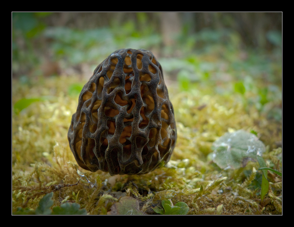 Spitzmorchel (Morchella conica)