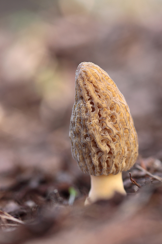 Spitzmorchel (morchella elata)