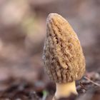 Spitzmorchel (morchella elata)