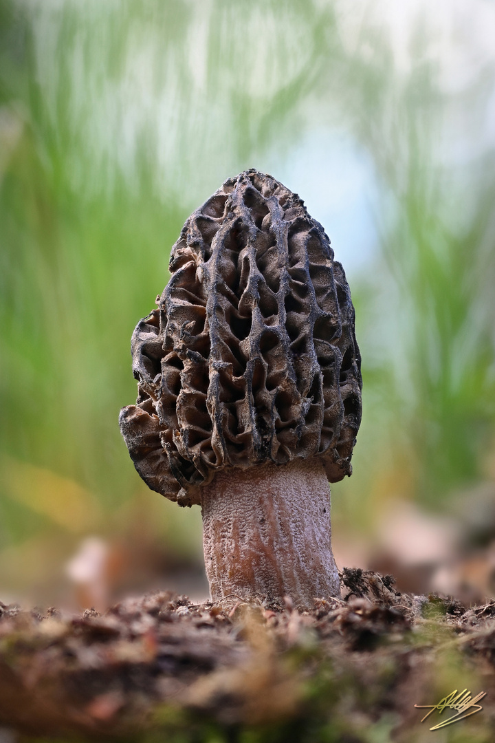 Spitzmorchel (Morchella elata)