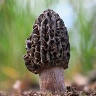 Spitzmorchel (Morchella elata)