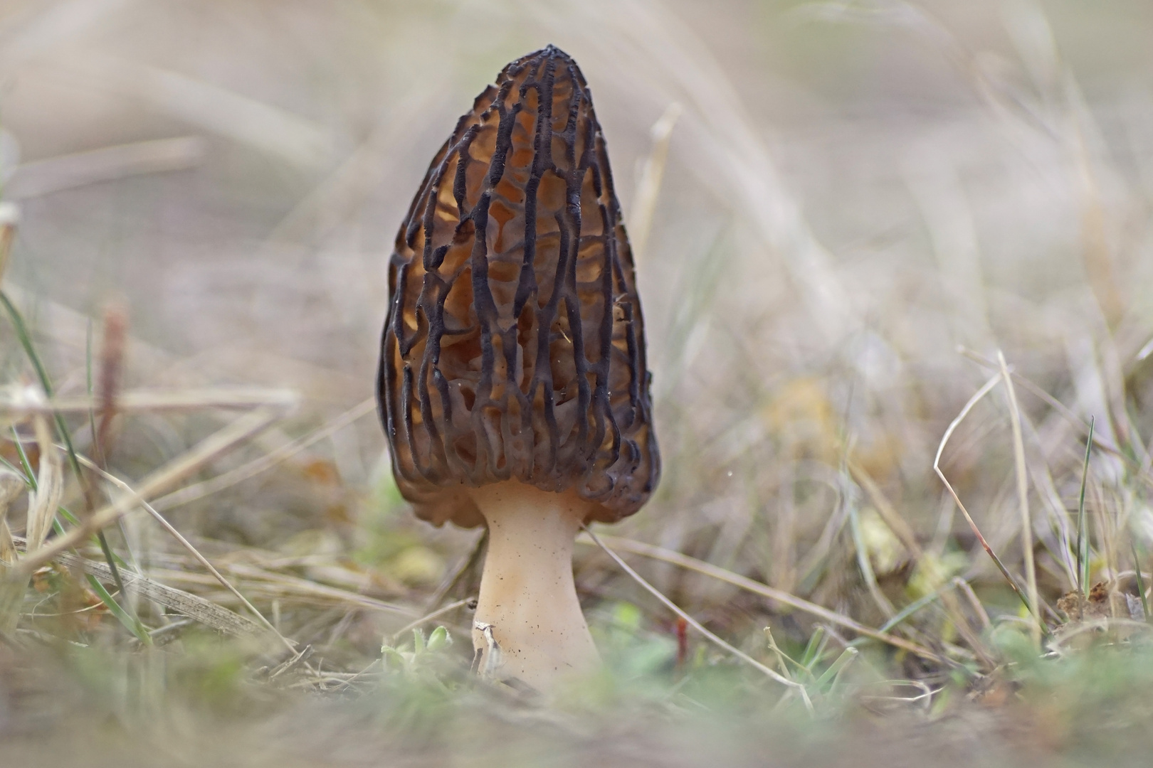 Spitzmorchel (Morchella elata)