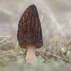 Spitzmorchel (Morchella elata)