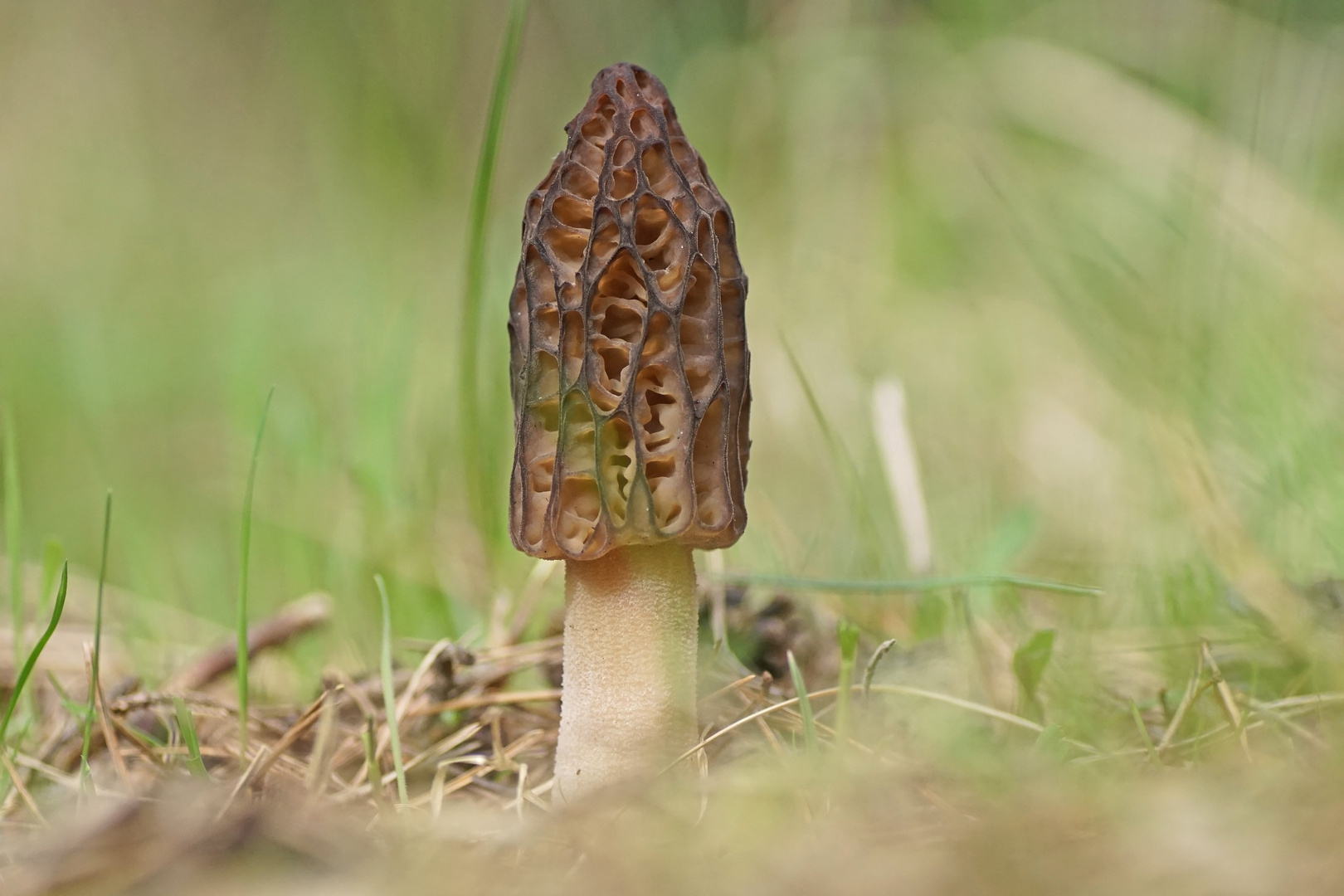 Spitzmorchel (Morchella elata)