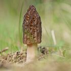 Spitzmorchel (Morchella elata)