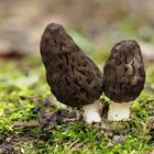 Spitzmorcheln - Morchella elata