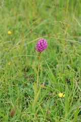 Spitzorchis (Anacamptis pyramidalis)am 13.6.09 bei Göttingen