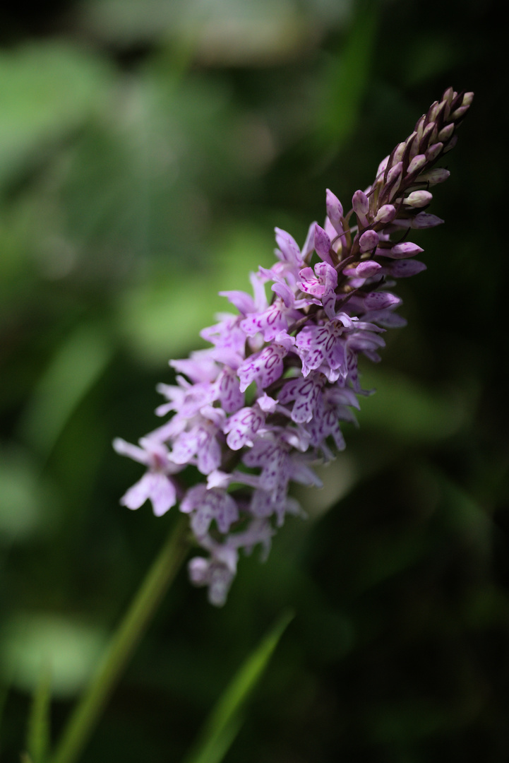 Spitzorchis (Dactylorhiza fuchsii) – einheimische Orchidee