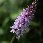 Spitzorchis (Dactylorhiza fuchsii) – einheimische Orchidee