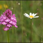 Spitzorchis oder Anacamptis