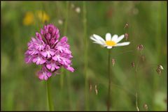 Spitzorchis oder Anacamptis