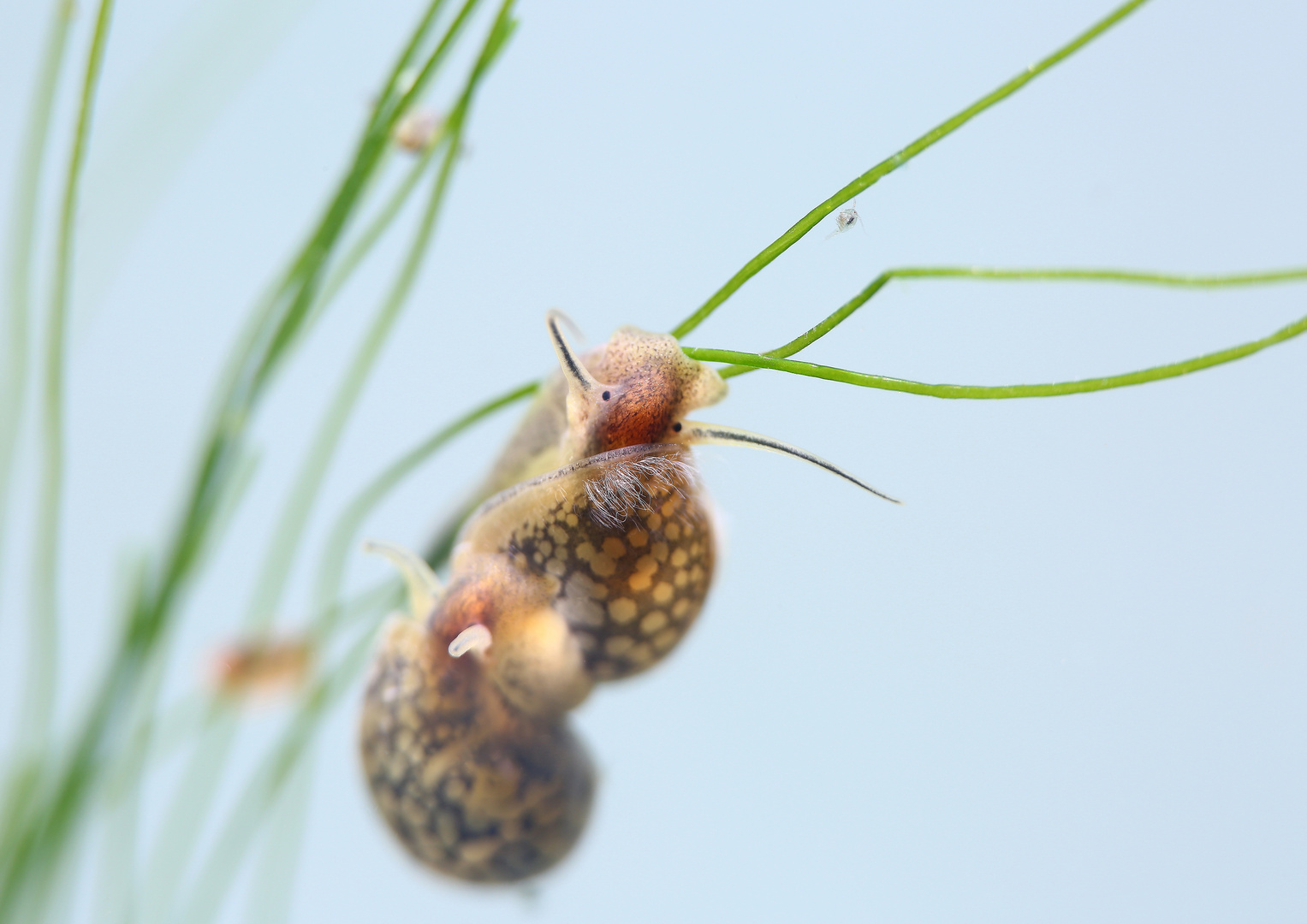 Spitzschlammschnecke