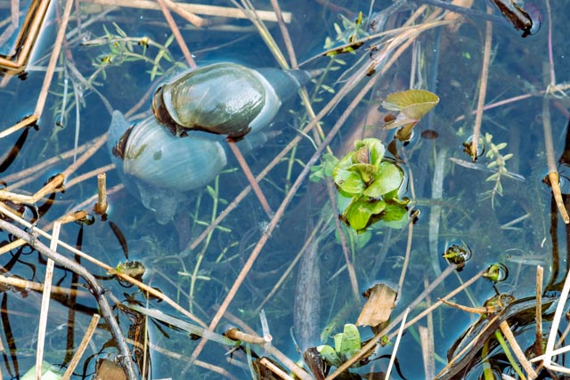 Spitzschlammschnecke (lymnaea stagnalis)