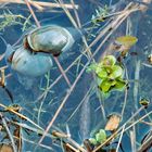 Spitzschlammschnecke (lymnaea stagnalis)