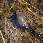 Spitzschlammschnecke (Lymnaea stagnalis) im Wasser