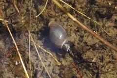 Spitzschlammschnecke (Lymnaea stagnalis) im Wasser