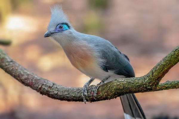 Spitzschopf-Seidenkuckuck (Coua cristata)