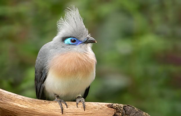  Spitzschopf-Seidenkuckuck