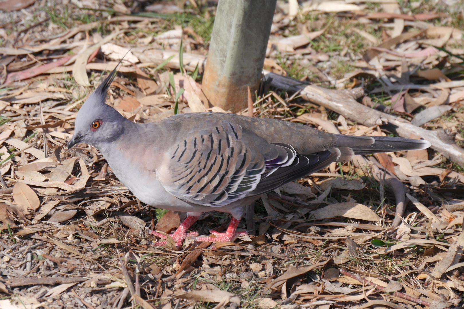 Spitzschopftaube  -  Ocyphaps lophotes  