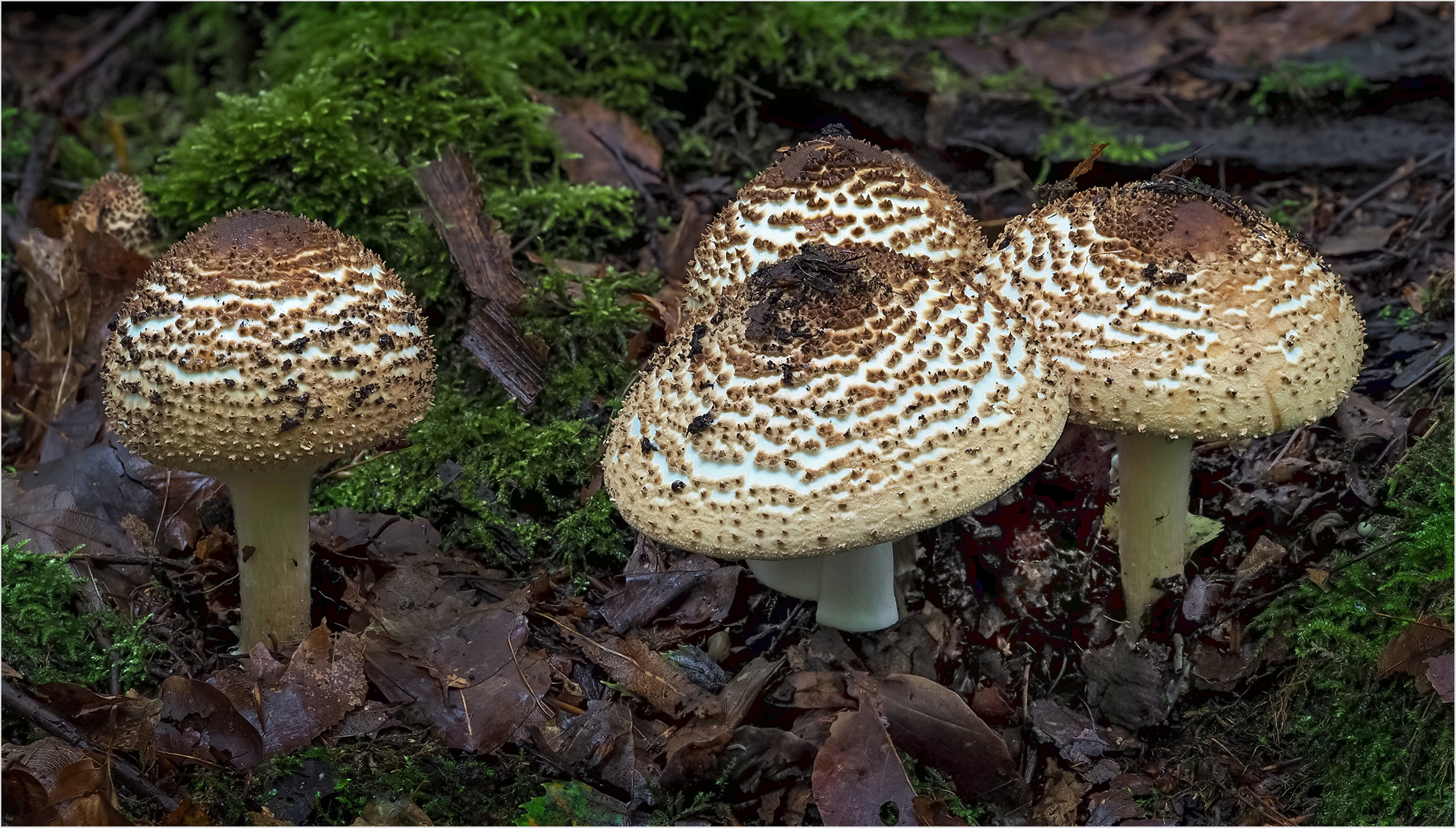 Spitzschuppiger  Schirmling