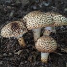 Spitzschuppiger Stachel-Schirmling (Lepiota aspera)