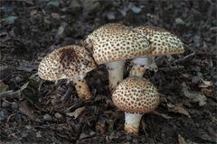 Spitzschuppiger Stachel-Schirmling (Lepiota aspera)