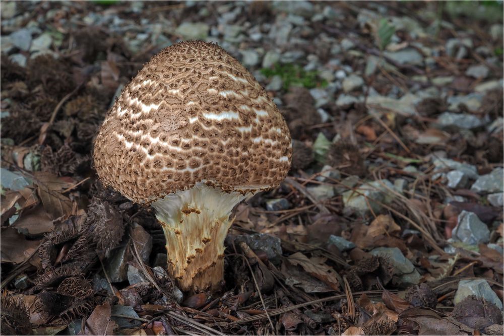 Spitzschuppiger Stachelschirmling P8171104