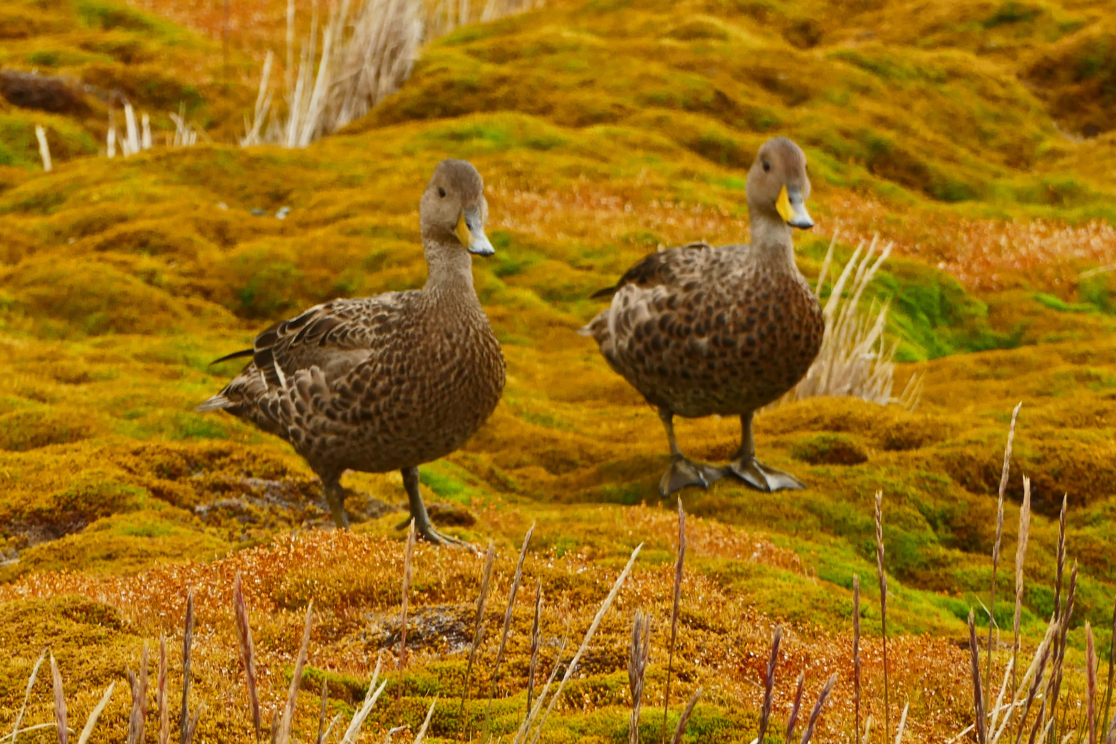 Spitzschwanz Enten