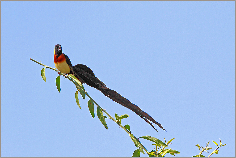 Spitzschwanz Paradieswitwe  (Vidua paradisaea)