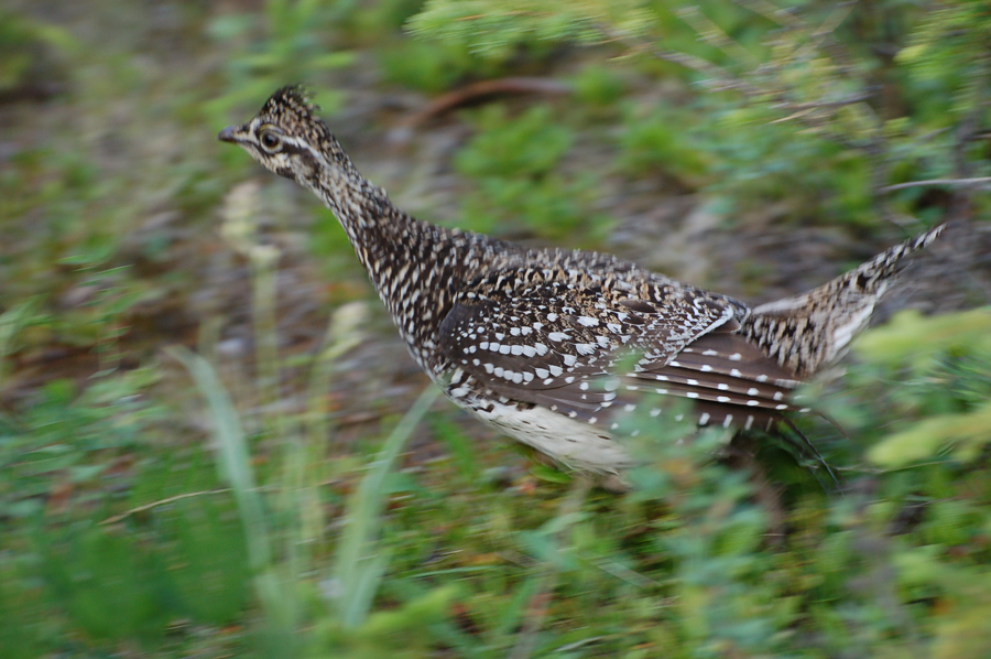 Spitzschwanzhuhn - Sharp-tailed Grouse