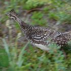 Spitzschwanzhuhn - Sharp-tailed Grouse