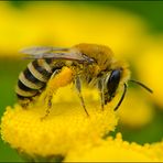 "Spitztüte" für Pollen . . .