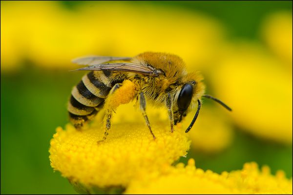 "Spitztüte" für Pollen . . .