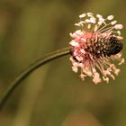 Spitzwegerich blüht vom Frühjahr bis zum Herbst