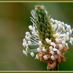 Spitzwegerich-Blüte