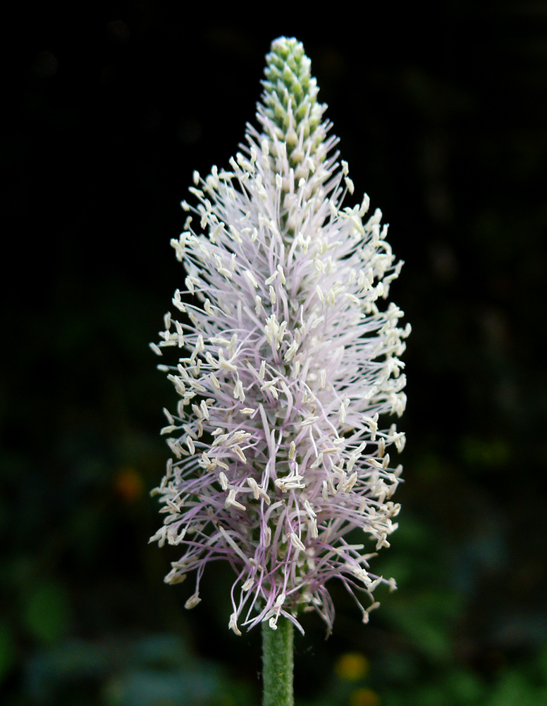 Spitzwegerich Blüte