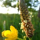 Spitzwegerich küßt Butterblume