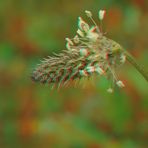 Spitzwegerich - Plantago lanceolat - Anaglyphen