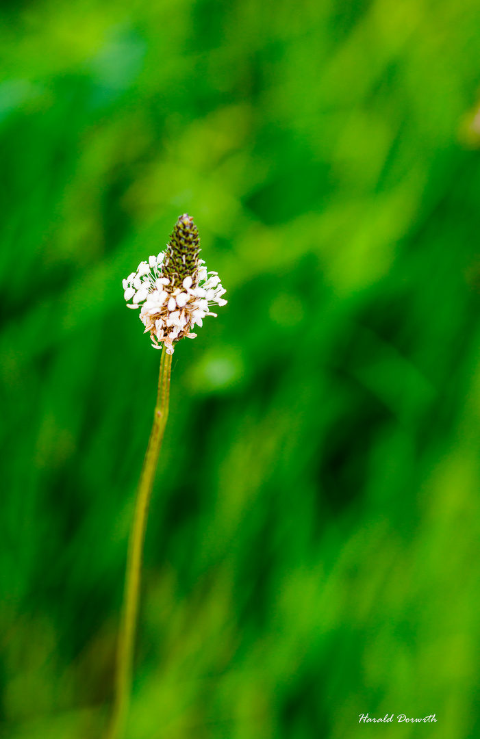 Spitzwegerich (Plantago lanceolata)